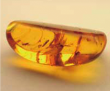 Load image into Gallery viewer, Gold Amber Rich Lotion